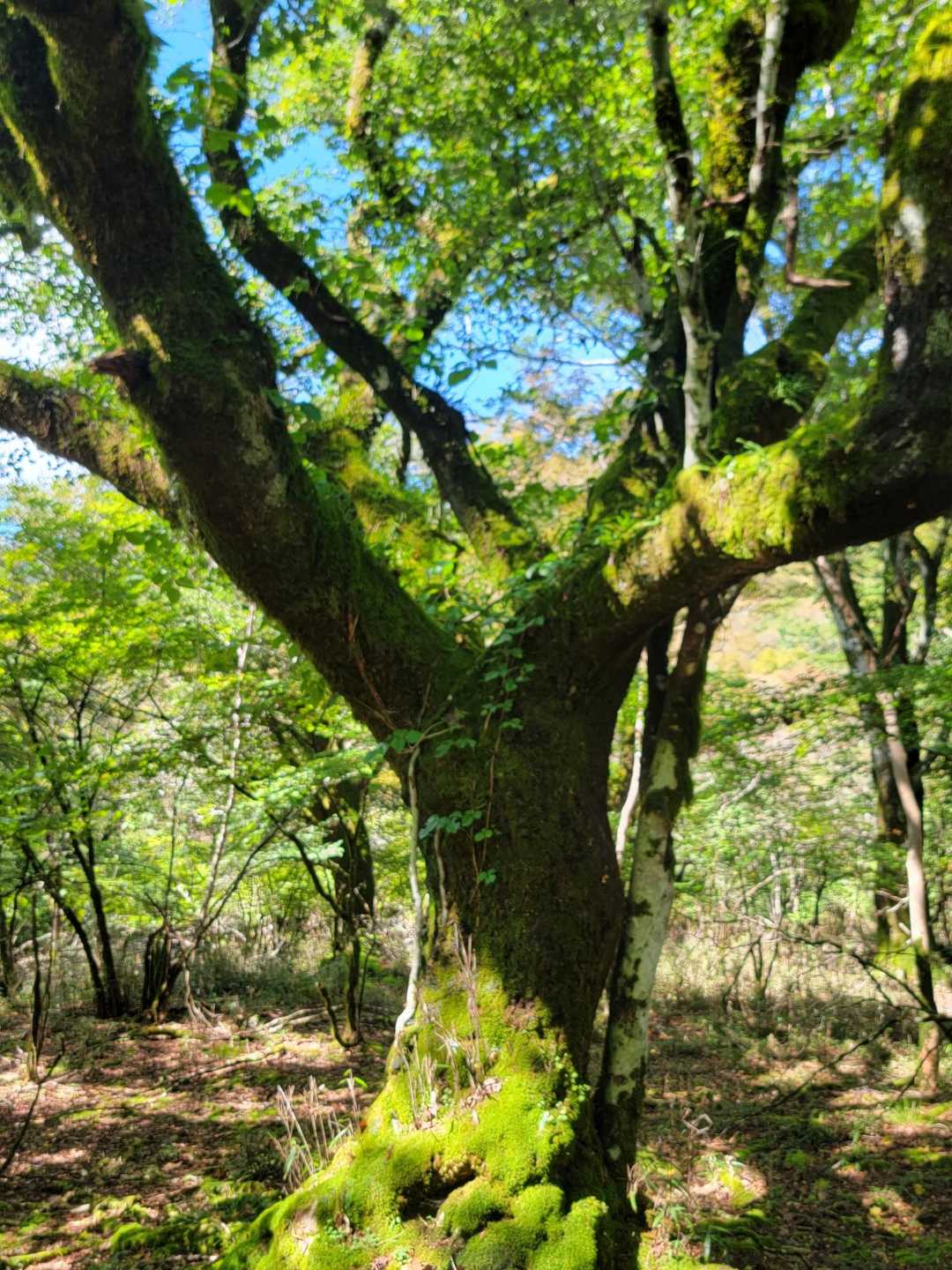 ブナの古木