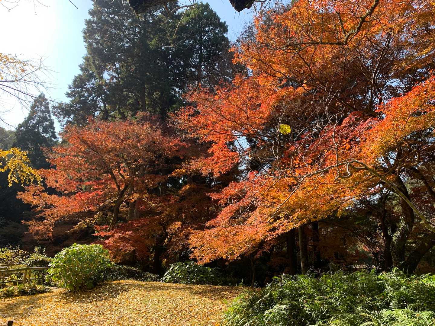 本坊庭園
賑わっていました。