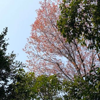 納岡山の山桜🌸