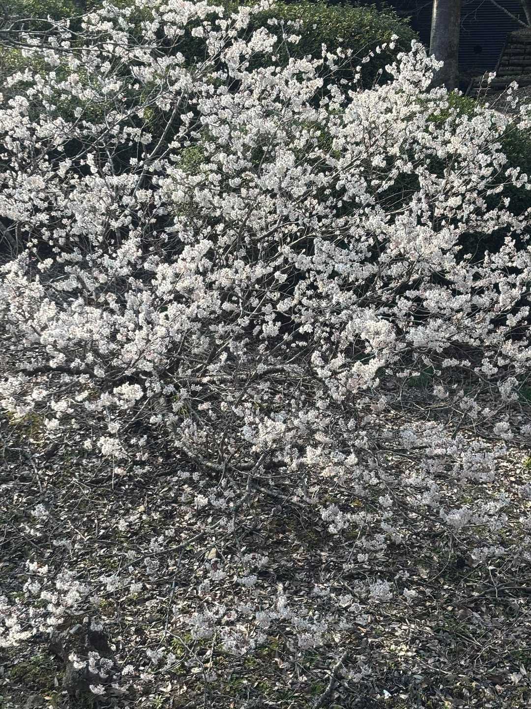 駐車場🅿️手前に🌸
すごくいいお散歩コースで楽しかった〜☺️