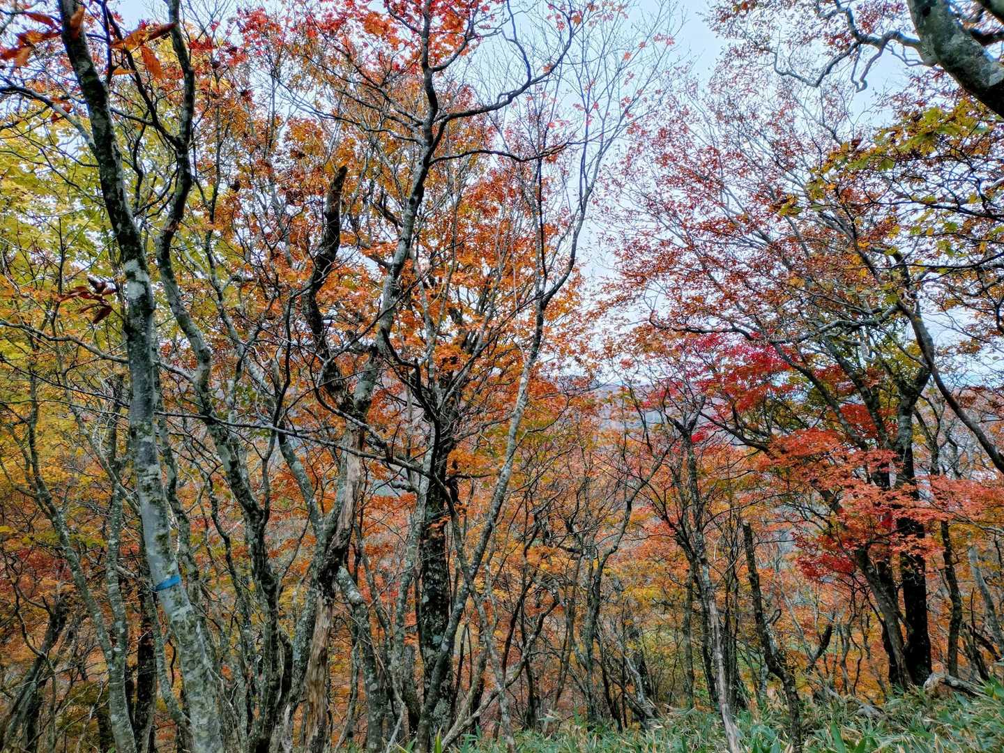良い感じ🍁
