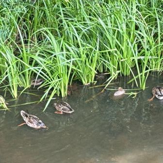 🦆カモに癒されて来ました☺️