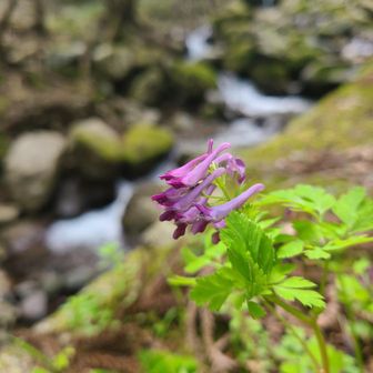 知らない花だ🌸
編集後記：
ムラサキケマンだそうです