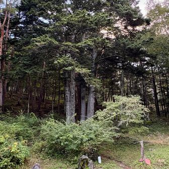御神木のよう