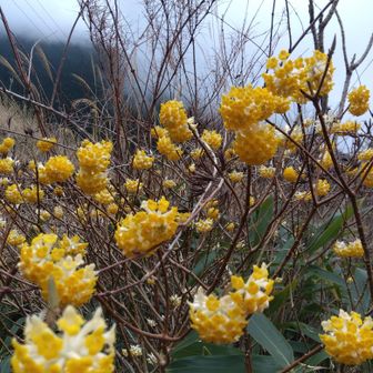 ミツマタの花が可愛らしかった