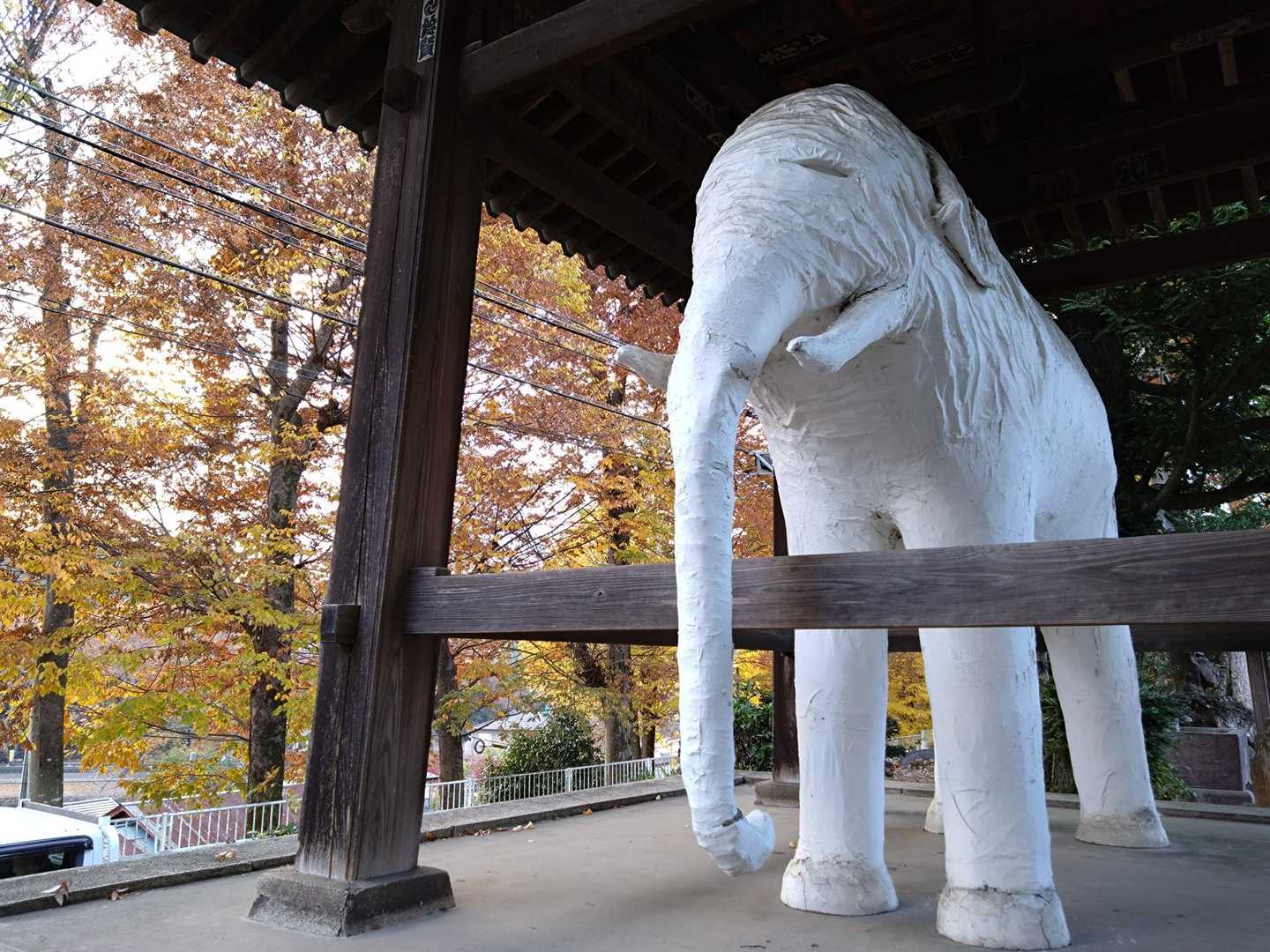 有名な白い象🐘