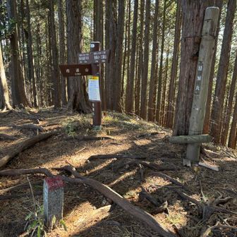 こちらに標識が❗️
醍醐丸　867m

あっちの方が高いのにね…
と思ったら、ゆうゆうさんが、
醍醐丸は八王子市最高峰なんだけど、たぶんあっちは八王子市じゃないから標識がないんだよ
とのこと
なるほど❗️