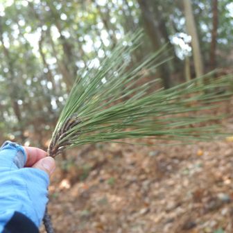 松葉も長い