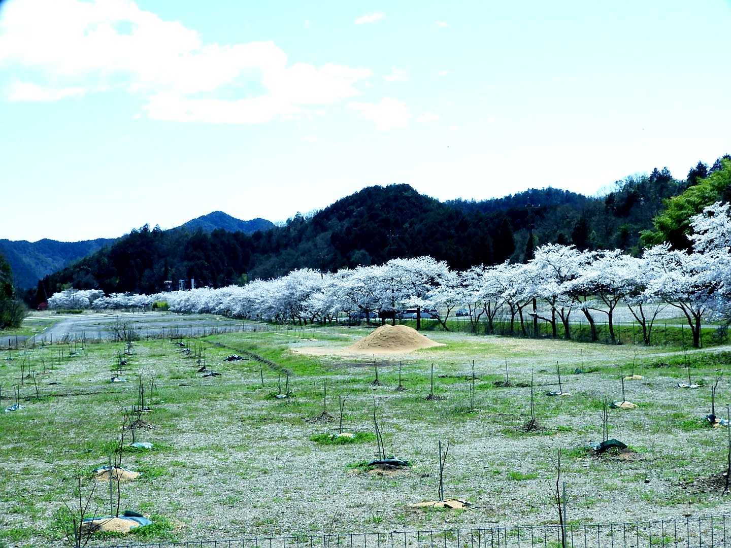 桜🌸並木のある駐車場🅿️に戻って来ました😃