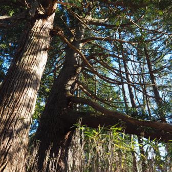 天狗さま、10人乗っても大丈夫！