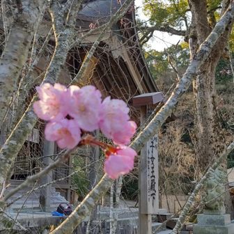 竈門神社へ参拝🙏
本殿横に桜🌸