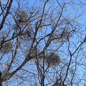 いっぱい♡宿木✨