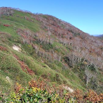 笹原とダケカンバに覆われた大源太山