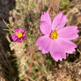 秋が名残惜しいなぁ…🌸