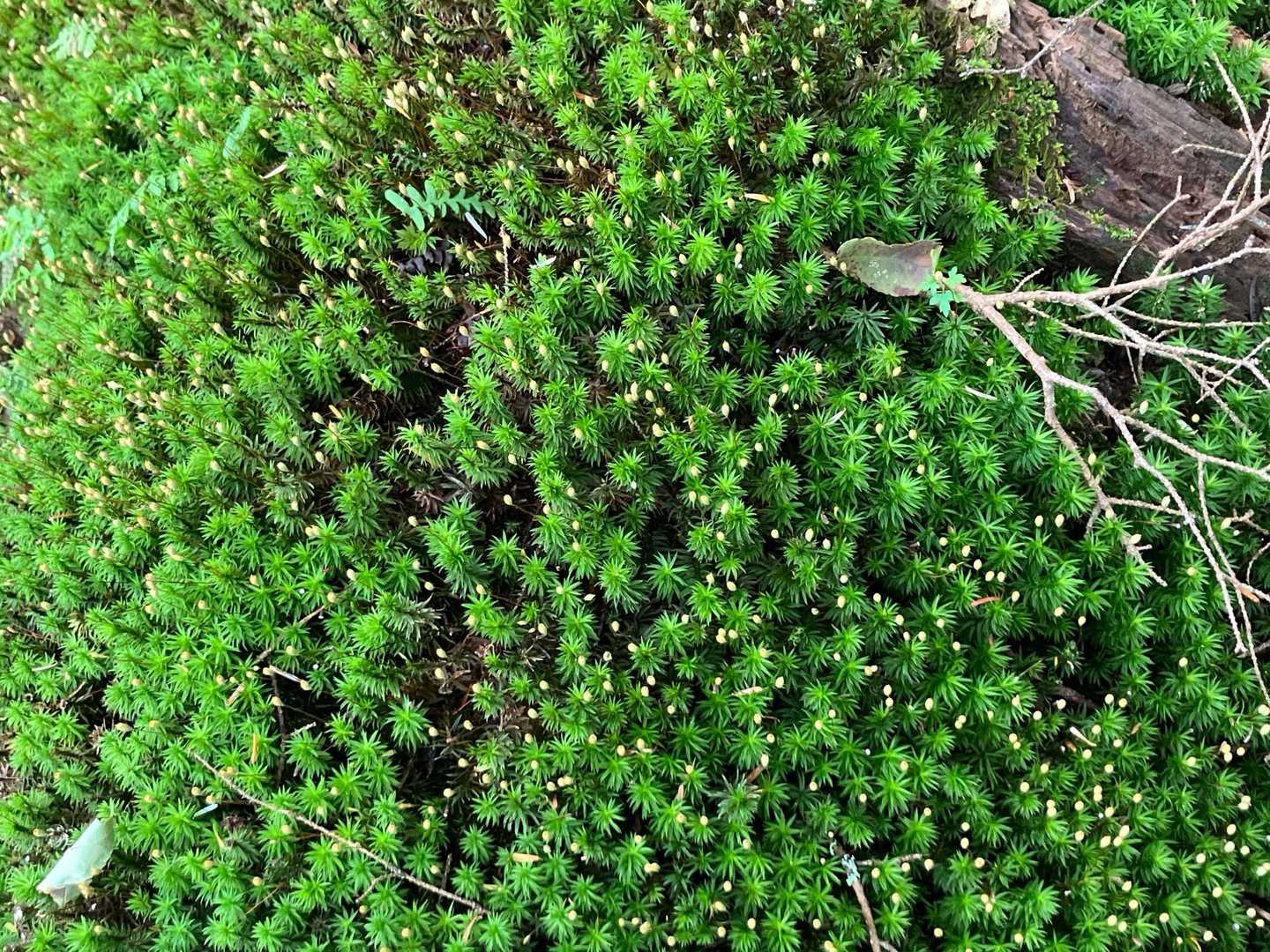 いろいろな苔を楽しめます。