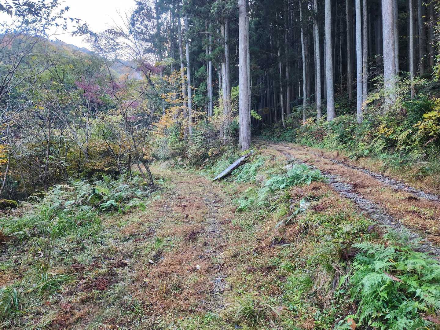 林道を暫く歩き、右に行きそうになりますが、左の道を歩いていきます。