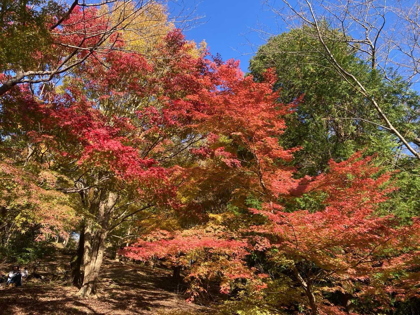 女山 往復コースの写真