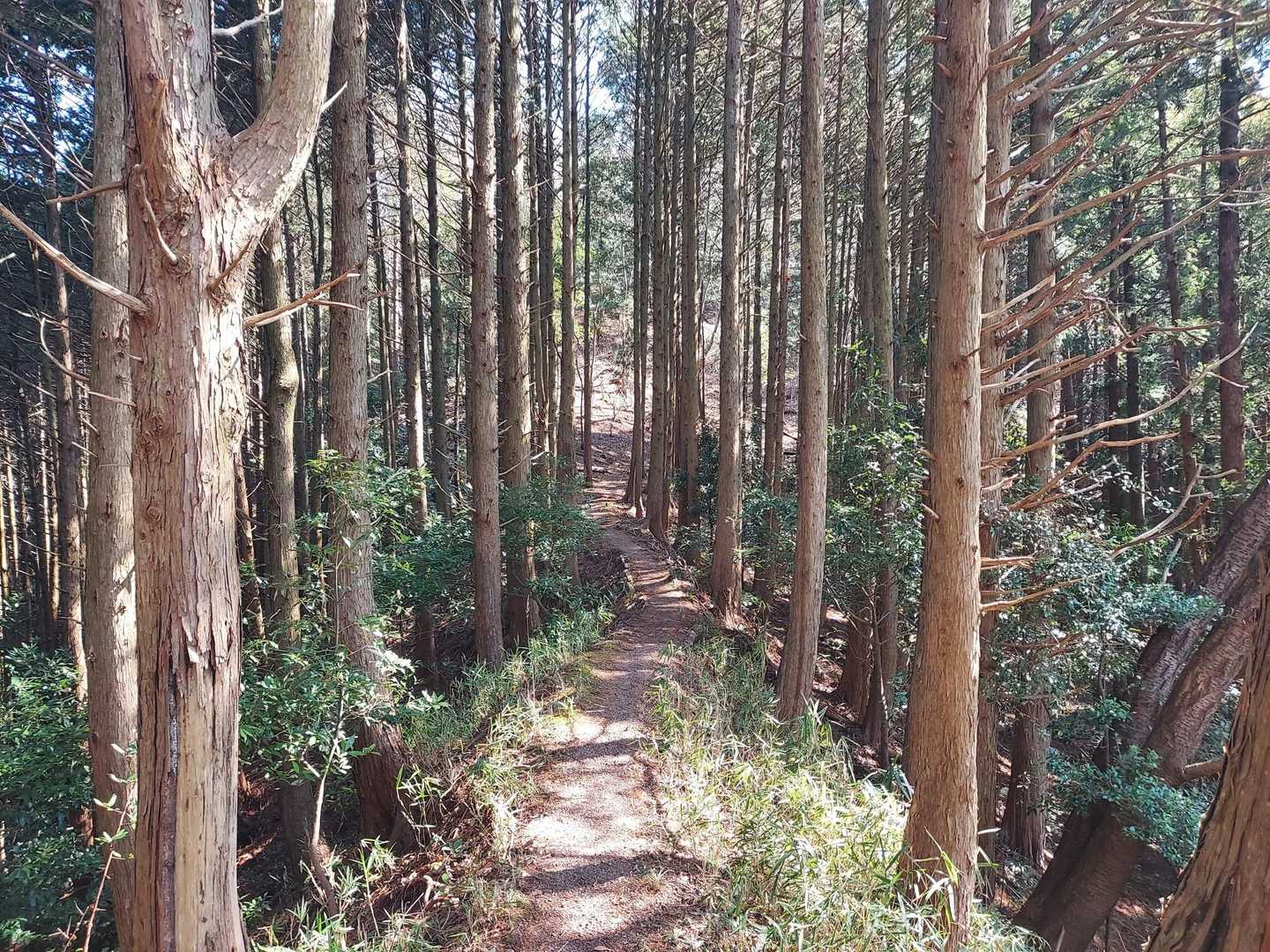 現山 往復コース | 春はミツマタと山桜、豊後大野を望むやさしい山歩の写真