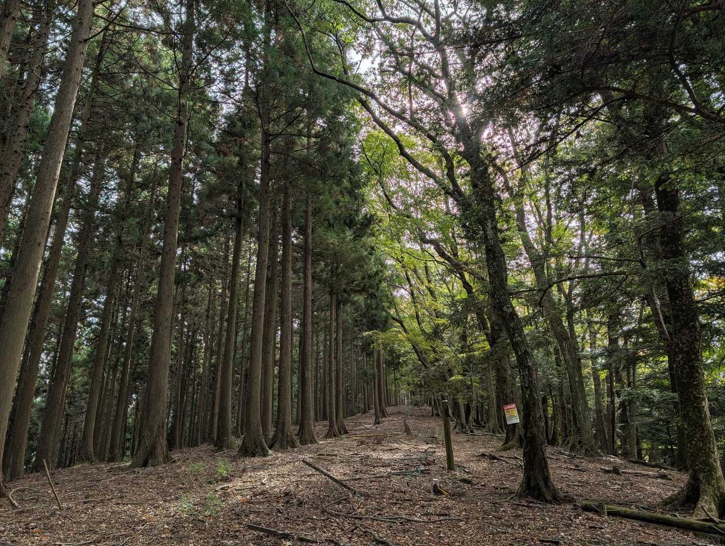尾根に出たら開けています
