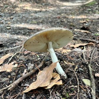 秋を感じますね〜🍄‍🟫