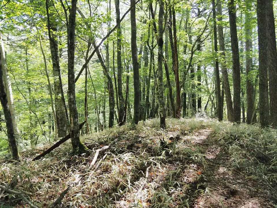 砥山（山梨県）の写真