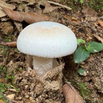 ホワイトマッシュルーム🍄