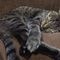 29maru