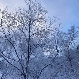今年初の樹氷❄️