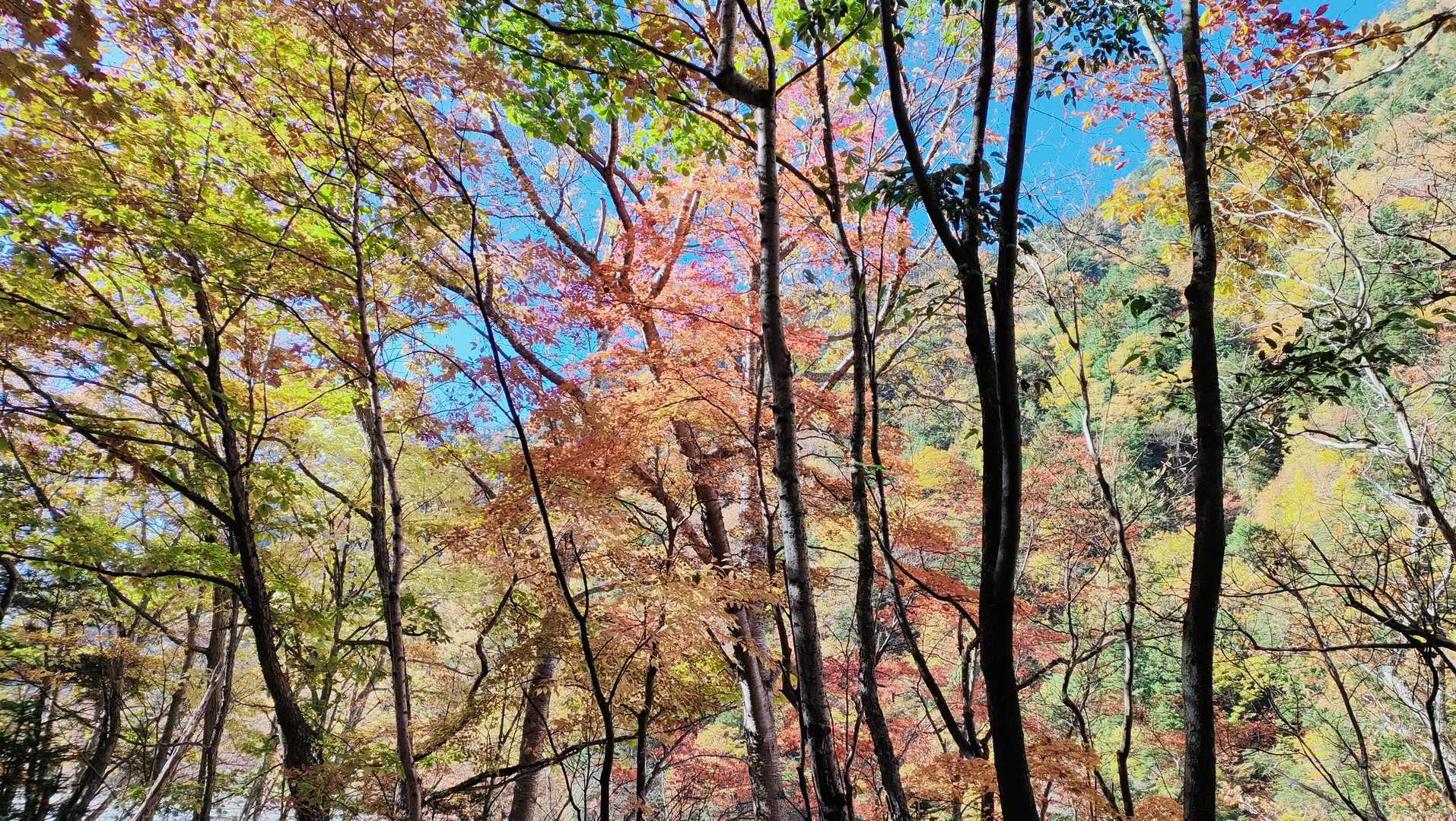 🍁