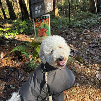 むくろじ駐車場から歩いてここからスタート