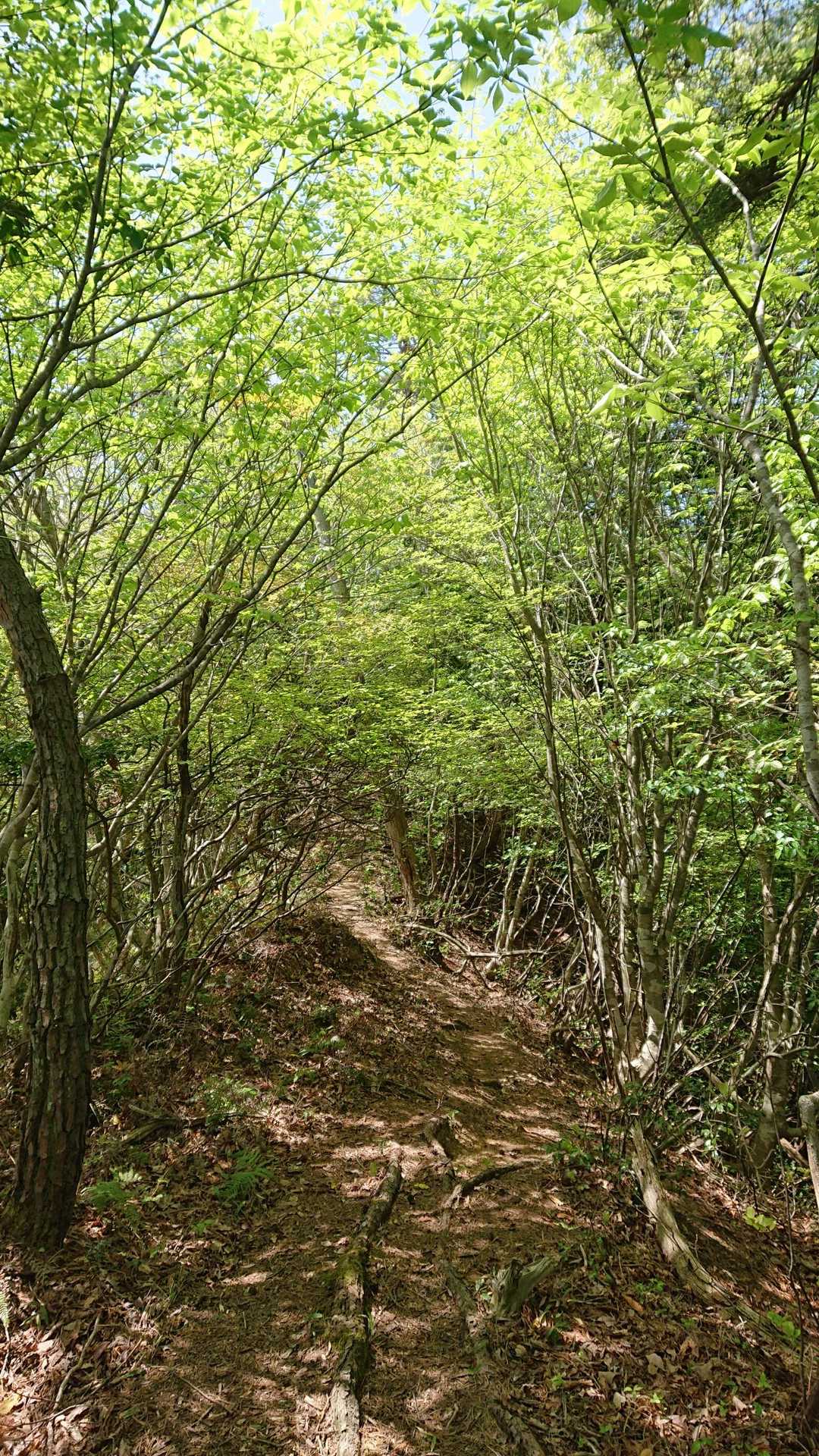 新緑のトンネル🌳