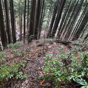 いきなりの急登😆奥多摩らしい。
ヨメトリ坂と呼ばれています。