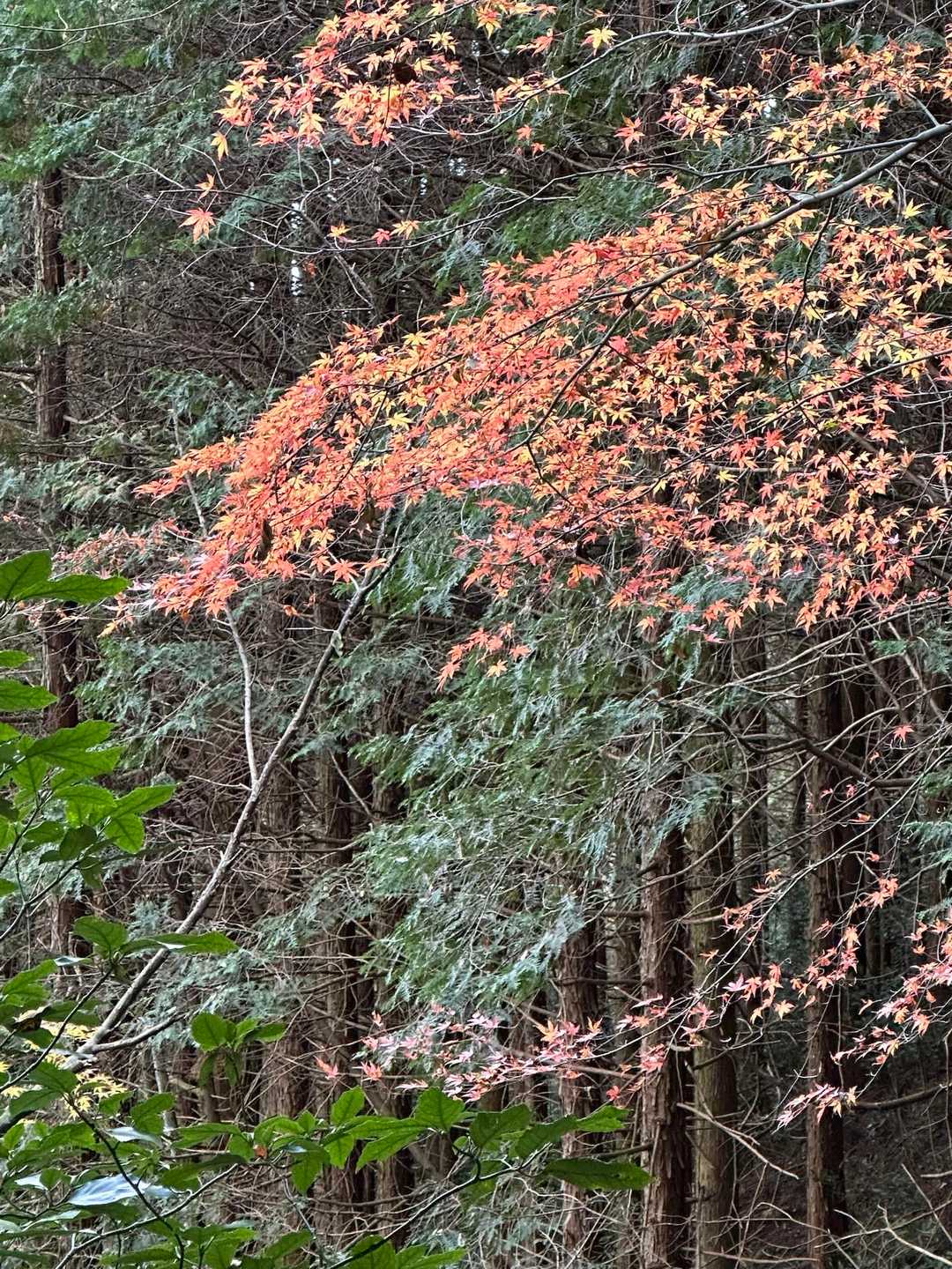 ちらほら紅葉