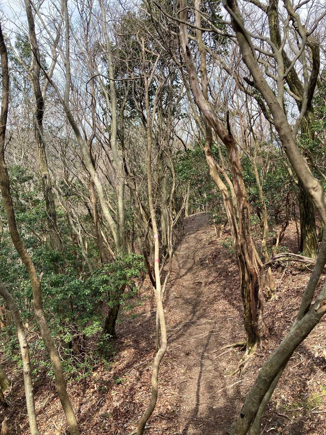 安楽峠登山口-臼杵ヶ岳-小太郎峠-船石 往復コースの写真