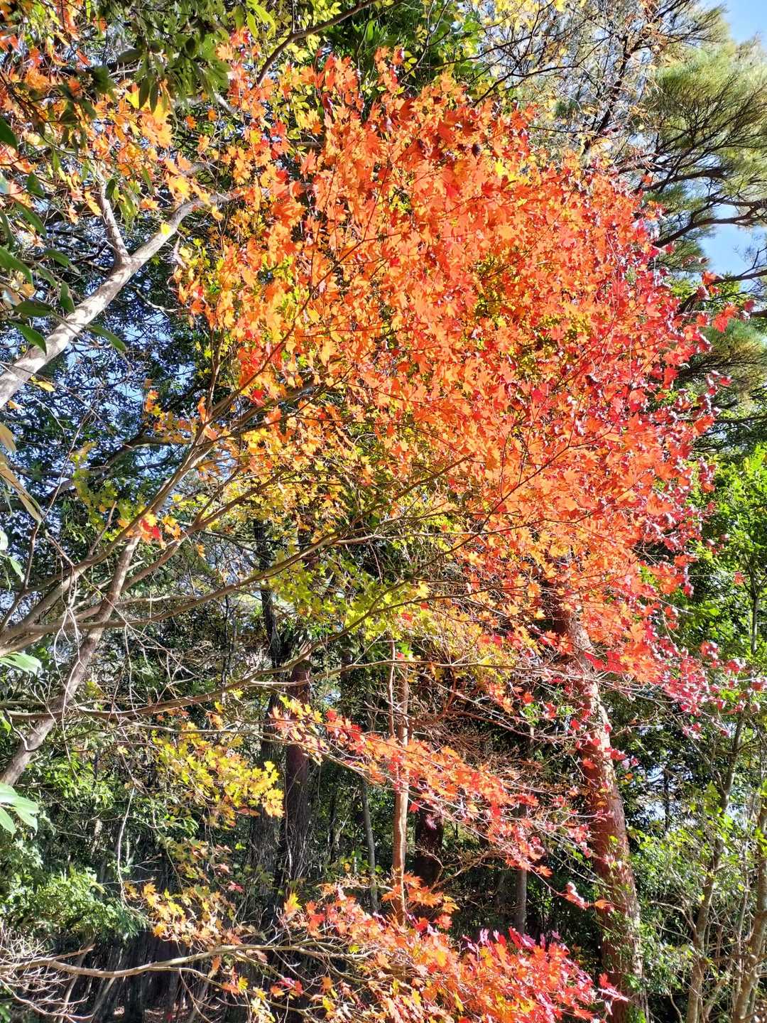 比叡山登山口-比叡山-南側登山口 周回コースの写真