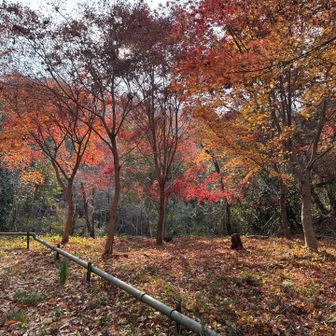 紅葉🍁もまだ大丈夫でした