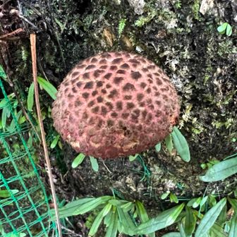 パンみたい🥯😅

おしま〜い🎶

久しぶりの米田白山、楽しかった😊