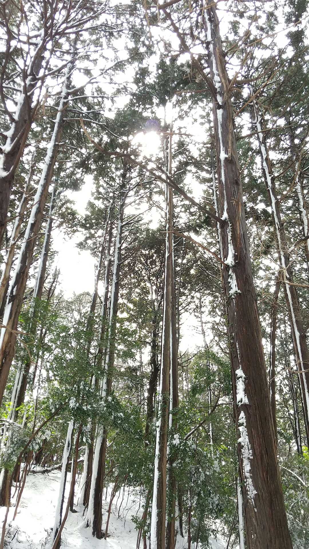風神山 周回コースの写真