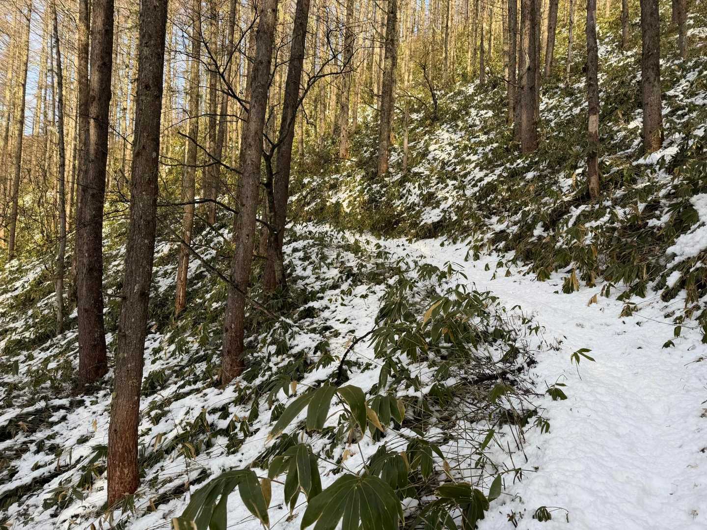 だいぶ雪が多くなってきました☃️