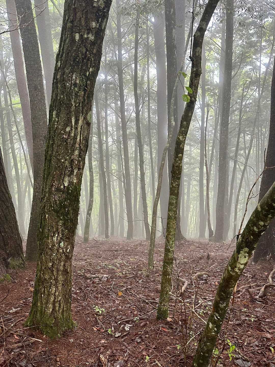 モヤって少し幻想的😍