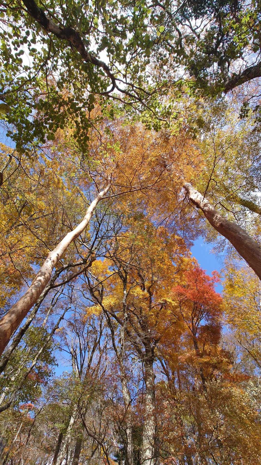 高丸山登山口-三つ尾の峠-一本ブナの峰-高丸山 周回コースの写真