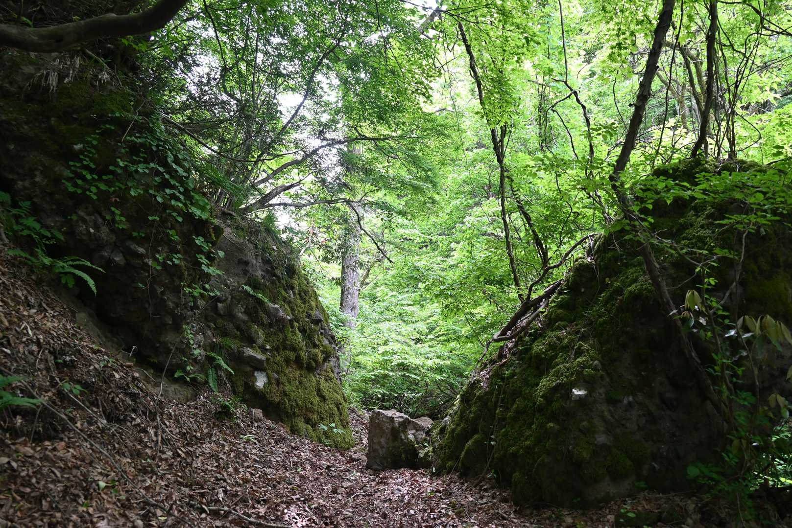 📸さざれ石の間から新緑を望む