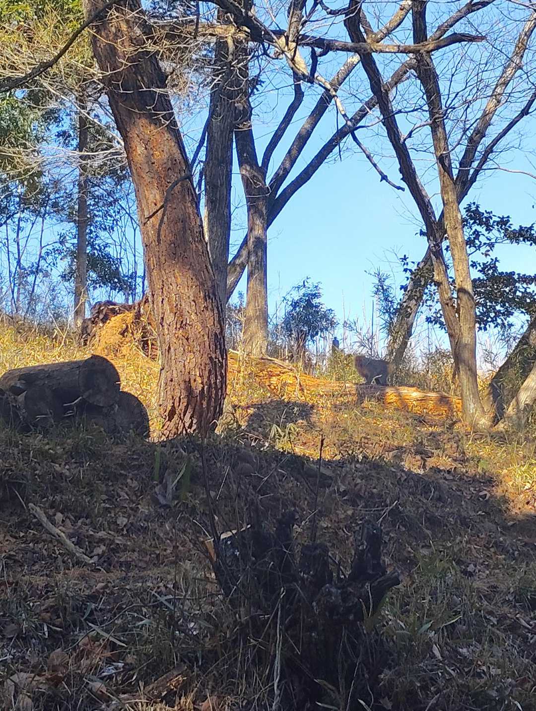 寺院の裏に猿の大群！行きには見かけなかったが、散り散りになりながらも、キーキー威嚇しているようだ💦💦