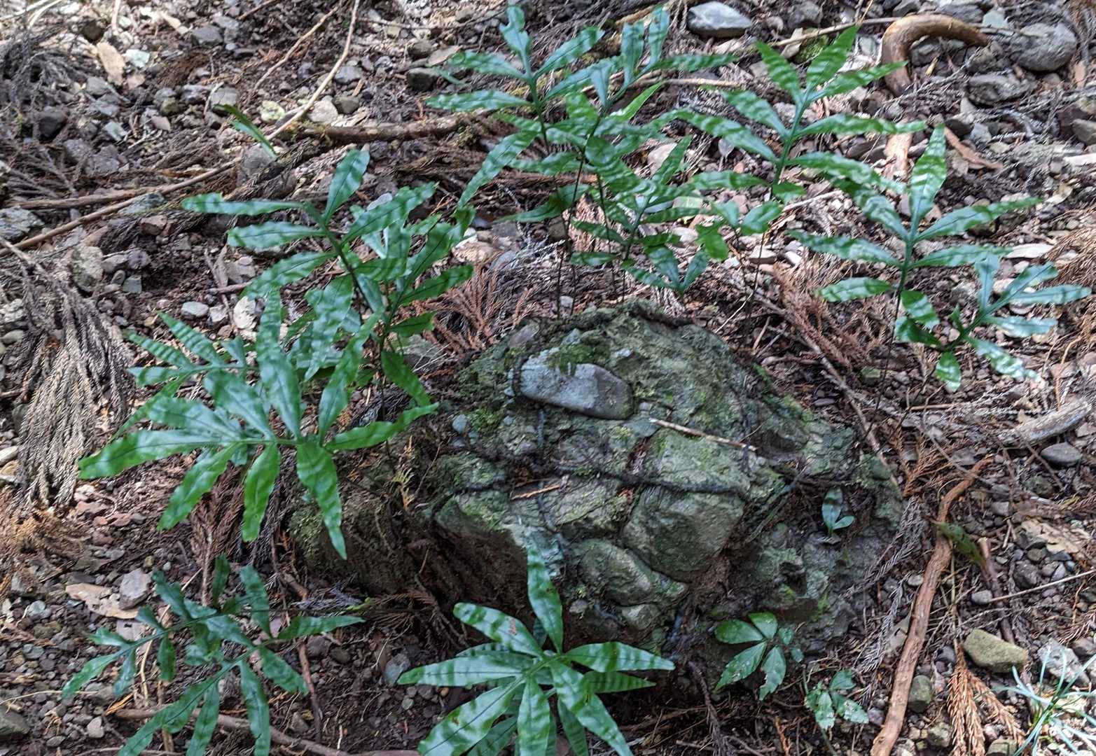 コロン石にシダ🪨🌿🌿🌿