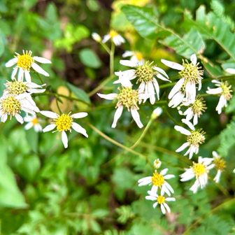 🤏🏻🤏🏻🤏🏻チョッピリ花が咲いてたよ🌼*･
