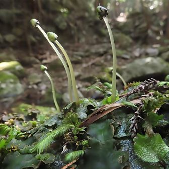 ジャゴケの雌器托（しきたく)
きのこ型なのですⰦ

たたらの滝に寄っていないことに気付き
沢から戻ります