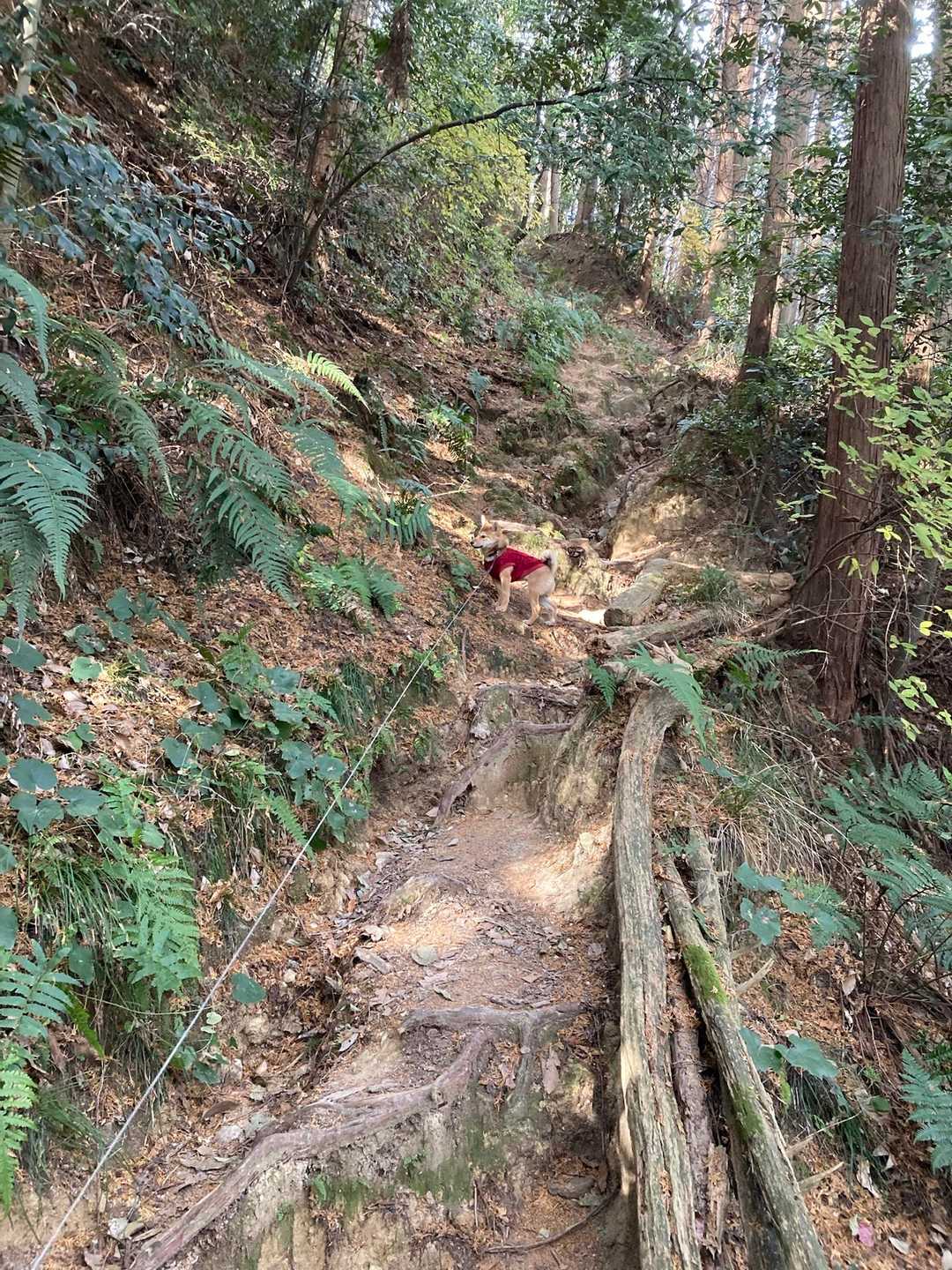 上ノ池横登山口-銀峰-出逢いの広場-二上山-第二十六経塚「 往復コースの写真