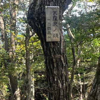 続いてピーク
大窪沢ノ頭
雨降山までが急登でその先はゆるゆるの道なので楽です