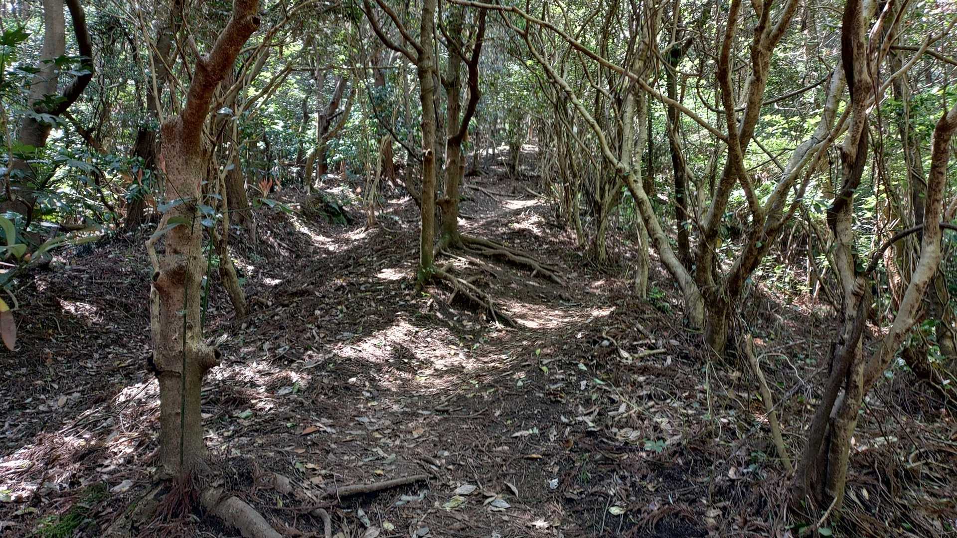 GW最終日
いつものちょい登山
相変わらずの急登