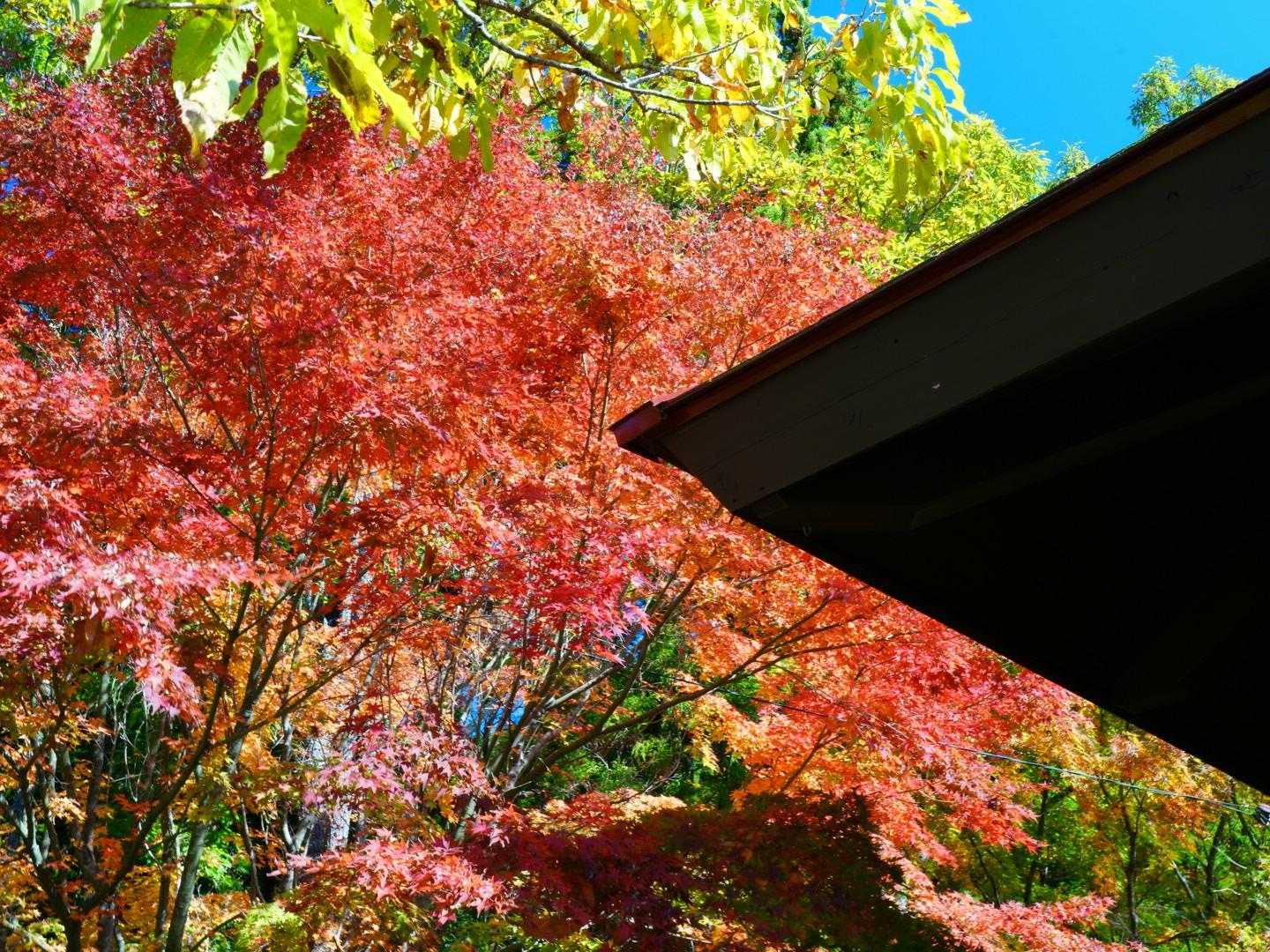 鮮やかな秋を見つけて🍁